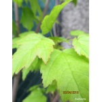 Acer tataricum ginnala - Klon tatarski ginnala - Acer ginnala - Klon ginnala FOTO