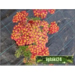 Achillea millefolium Paprika - Krwawnik pospolity Paprika - ognisto czerwony, wys 70, kw 6/9 C2 