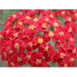 Achillea millefolium Paprika - Krwawnik pospolity Paprika - ognisto czerwony, wys 70, kw 6/9 C0,5 