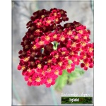 Achillea millefolium Red Velvet - Krwawnik pospolity Red Velvet - czerwone, wys. 60, kw. 7/10 FOTO
