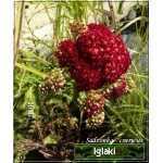 Achillea millefolium Red Velvet - Krwawnik pospolity Red Velvet - czerwone, wys. 60, kw. 7/10 FOTO
