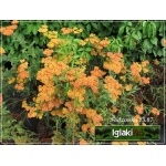 Achillea millefolium Safran - Krwawnik pospolity Safran - pomarańczowe, wys. 70, kw. 6/9 FOTO 