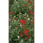 Achillea millefolium Summerwine - Krwawnik pospolity Summerwine - czerwone, wys. 60, kw. 7/9 FOTO zzzz