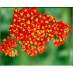 Achillea millefolium Walter Funckle - Krwawnik pospolity Walter Funckle - pomarańczowo-czerwone, wys. 50, kw 6/8 FOTO 