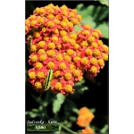 Achillea millefolium Walter Funckle - Krwawnik pospolity Walter Funckle - pomarańczowo-czerwone, wys. 50, kw 6/8 FOTO 