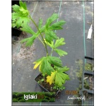 Aconitum Henryi Sparks Variety - Tojad henrego Sparks Variety - niebiesko-fioletowe, wys 150, kw 7/8 FOTO