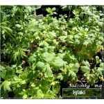 Aconitum Henryi Sparks Variety - Tojad henrego Sparks Variety - niebiesko-fioletowe, wys 150, kw 7/8 C0,5