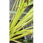 Acorus gramineus Ogon - Tatarak trawiasty Ogon - żółto paskowane liście, wys 40, kw 6/7 FOTO