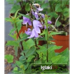 Adenophora Gaudi Violet - Dzwonecznik Gaudi Violet - fioletowe, wys. 45, kw. 7/9 FOTO