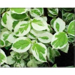 Aegopodium podagrina Variegatum - Podagrycznik pospolity Variegatum - biały, pstre liście, wys 50, kw 6/7 FOTO