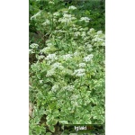 Aegopodium podagrina Variegatum - Podagrycznik pospolity Variegatum - biały, pstre liście, wys 50, kw 6/7 FOTO