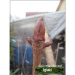 Aesculus carnea Briotii - Kasztanowiec czerwony Briotii - czerwone FOTO