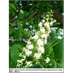 Aesculus hippocastanum - Kasztanowiec biały - Kasztanowiec pospolity - białe FOTO