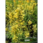 Agastache Kudos Yellow - Kłosowiec Kudos Yellow - żółte, wys. 50, kw. 6/9 C0,5