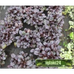 Ajuga reptans Atropurpurea - Dąbrówka rozłogowa Atropurpurea - niebieskobrązowe liście, wys 15, kw 5/6 C0,5 