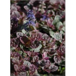 Ajuga reptans Burgundy Glow - Dąbrówka rozłogowa Burgundy Glow - kw.niebieski, liść mix, wys. 20, kw 5/6 FOTO  