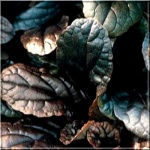 Ajuga reptans Mahogany - Dąbrówka rozłogowa Mahogany - kwiaty niebieskie, liście ciemno purpurowe, wys. 20, kw. 5/6 FOTO 