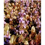 Ajuga reptans Mahogany - Dąbrówka rozłogowa Mahogany - kwiaty niebieskie, liście ciemno purpurowe, wys. 20, kw. 5/6 FOTO 