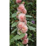 Alcea rosea Double Apricot - Malwa ogrodowa Double Apricot - łososiowo-różowa, wys. 150/200, kw 5/8 FOTO 