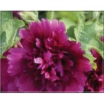 Alcea rosea Double Purple - Malwa ogrodowa Double Purple - purpurowy, wys. 200, kw 7/9 FOTO zzzz