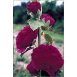 Alcea rosea Double Purple - Malwa ogrodowa Double Purple - purpurowy, wys. 200, kw 7/9 FOTO zzzz