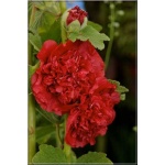 Alcea rosea double Scarlet - Malwa ogrodowa Scarlet - czerwony, wys. 200, kw 7/9 FOTO 