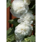Alcea rosea flore pleno - Malwa ogrodowa biała - biała, wys. 250, kw 7/9 FOTO  