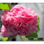 Alcea rosea flore pleno - Malwa ogrodowa różowa - różowa, wys. 250, kw 7/9 FOTO