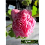 Alcea rosea flore pleno - Malwa ogrodowa różowa - różowa, wys. 250, kw 7/9 FOTO