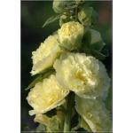 Alcea rosea flore pleno - Malwa ogrodowa żółta - żółta, wys. 250, kw 7/9 FOTO 
