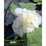 Alcea rosea flore pleno - Malwa ogrodowa biała - biała, wys. 250, kw 7/9 FOTO  