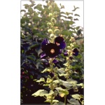 Alcea rosea Nigra - Malwa ogrodowa Nigra - Malwa ogrodowa czarna - ciemno-czerwono-czarne, wys. 180, kw. 5/10 FOTO 