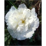 Alcea rosea Plena Chaters White – Malwa ogrodowa Plena Chaters White - białe, wys. 180, kw. 6/9 FOTO 