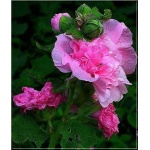 Alcea rosea Plena – Malwa ogrodowa Plena - różowa, wys. 200, kw 7/10 FOTO