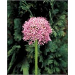 Allium globemaster - Czosnek globemaster - fioletowe, wys. 80, kw. 5/7 FOTO