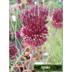 Allium Red Mohican - Czosnek Red Mohican - purpurowe, wys. 100, kw. 5/6 FOTO