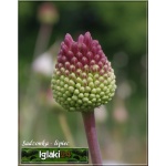 Allium Red Mohican - Czosnek Red Mohican - purpurowe, wys. 100, kw. 5/6 FOTO