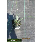 Allium schoenoprasum Staro - Czosnek szczypiorek Staro - wys.  40, kw. 5/7 FOTO 