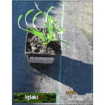 Allium senescens spirale - Czosnek sinawy spirale - purpurowy ,spiralny liśc  wys 20, kw 5/7 FOTO 