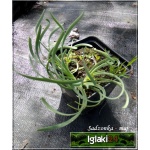 Allium Senescens spirale - Czosnek sinawy spirale - purpurowy ,spiralny liśc  wys 20, kw 5/7 C0,5