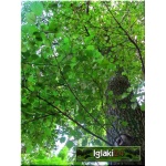 Alnus glutinosa - Olsza czarna FOTO 