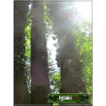 Alnus glutinosa - Olsza czarna FOTO 