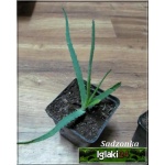 Aloe vera - Aloes zwyczajny FOTO 
