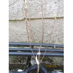 Amelanchier alnifolia Mandan - Świdośliwa olcholistna Mandan FOTO