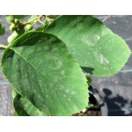 Amelanchier alnifolia Mandan - Świdośliwa olcholistna Mandan FOTO