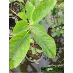 Amelanchier alnifolia Sleyt - Świdośliwa olcholistna Sleyt - białe FOTO