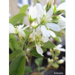 Amelanchier alnifolia Smoky - Świdośliwa olcholistna Smoky - białe FOTO