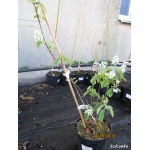 Amelanchier alnifolia Smoky - Świdośliwa olcholistna Smoky - białe C3 60-100cm 