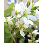 Amelanchier alnifolia Smoky - Świdośliwa olcholistna Smoky - białe FOTO