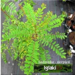Amorpha fruticosa - Amorfa krzewiasta - Indygowiec krzewiasty - ciemnofioletowe FOTO 